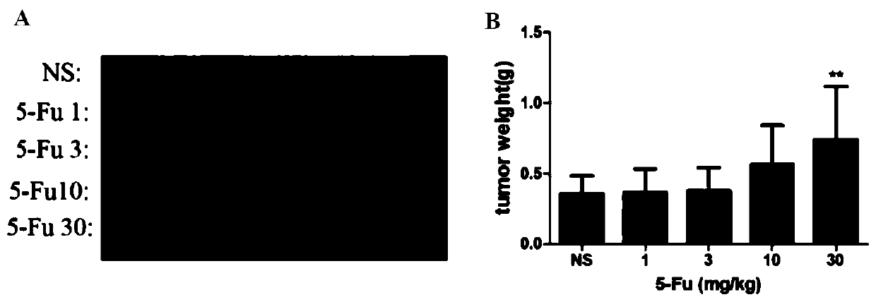 Application of cytotoxic anti-tumor drugs to preparation of tumor-related tissues