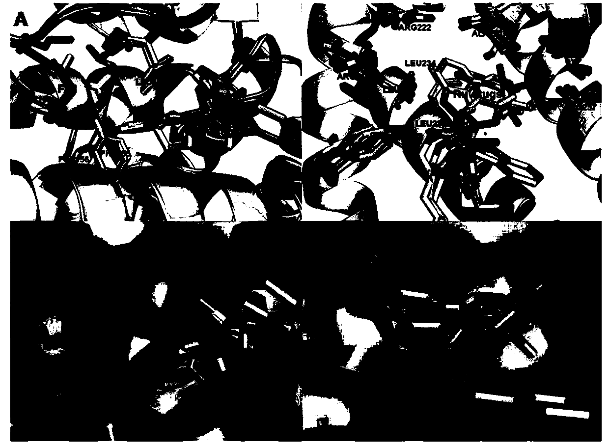 Preparation and application of human serum albumin-ruthenium inorganic medicine compound