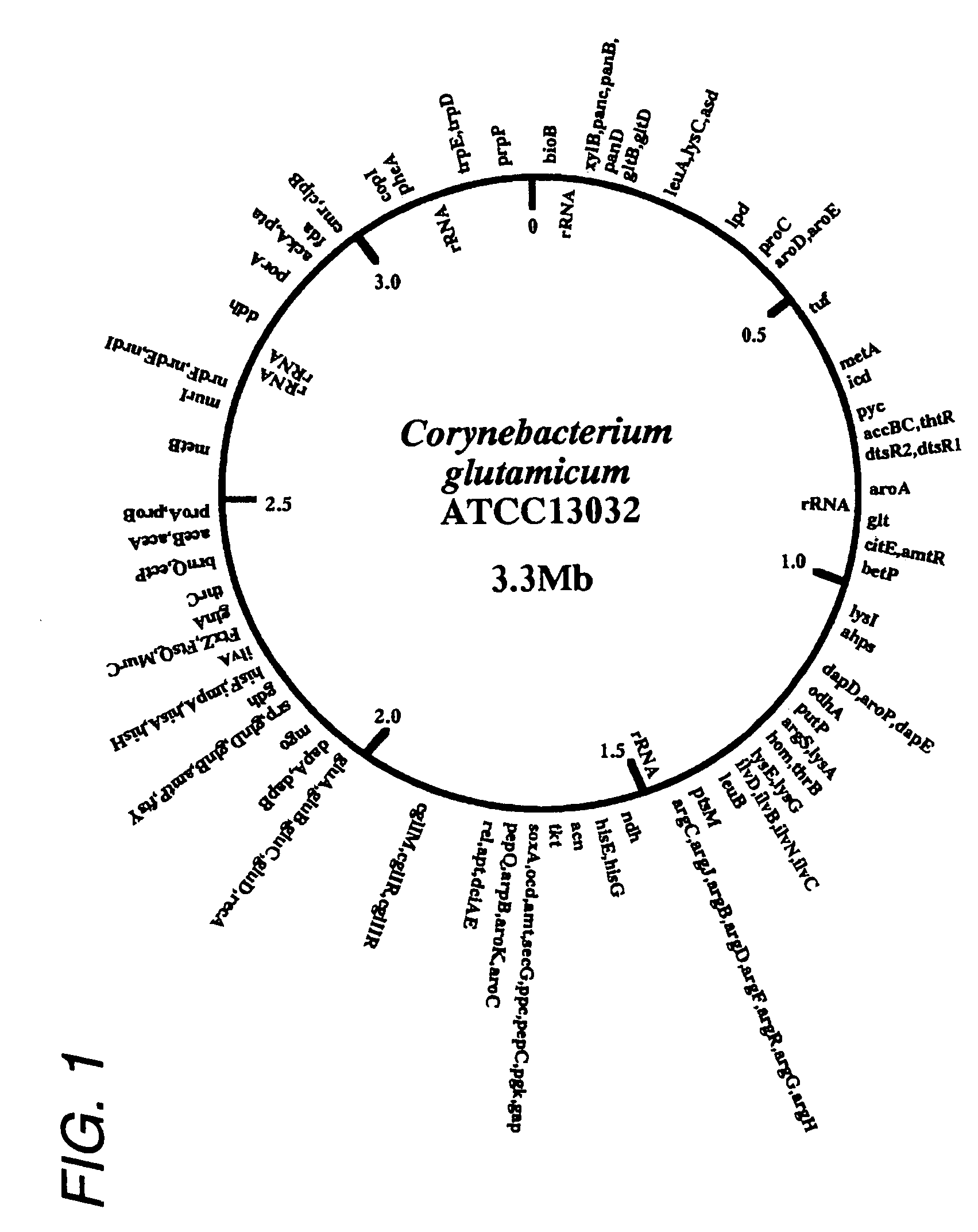 Mutant of homoserine dehydrogenase from <i>Corynebacterium </i>and DNA encoding thereof