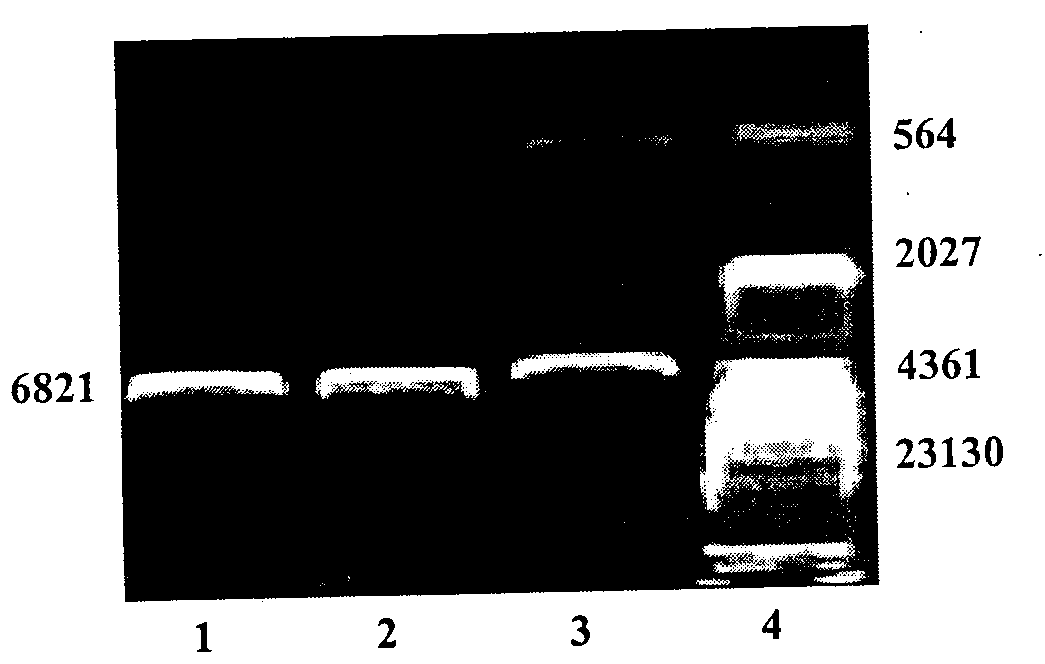 Construction method of glial cell line-derived neurotrophic factor gene-modified embryo neural stem cell