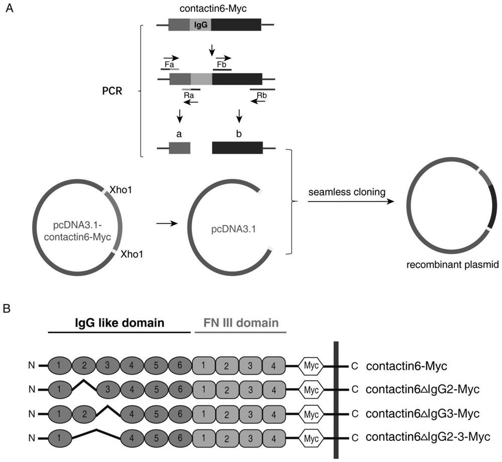 Contactin 6 protein mutant as well as coding gene, expression vector and application thereof