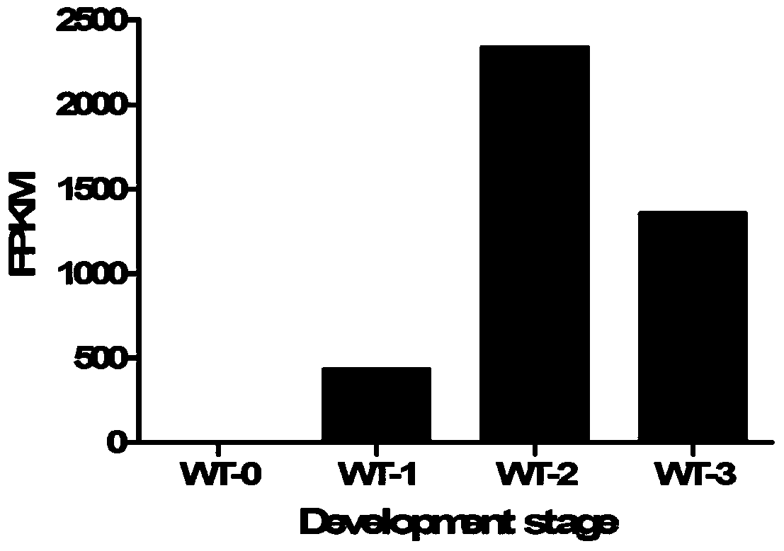 Identification and Application of Plant Anther-Specific Expression Promoter ptaasg050