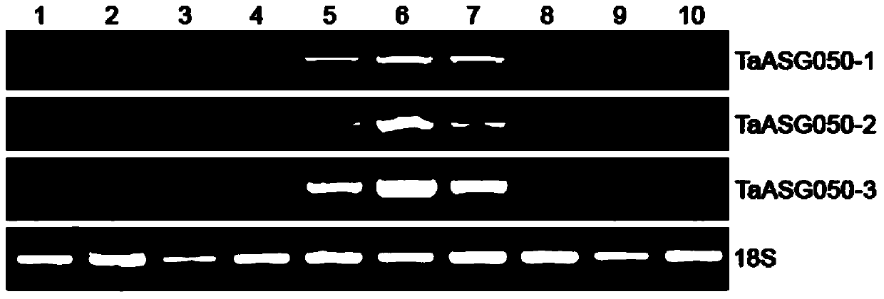 Identification and Application of Plant Anther-Specific Expression Promoter ptaasg050