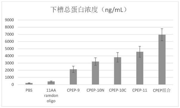 Cell penetration enhancing peptides, compositions and applications thereof