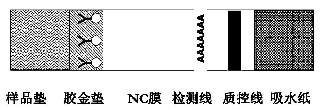 Plastic-packaged colloidal gold detection card for detecting salmonella toxin