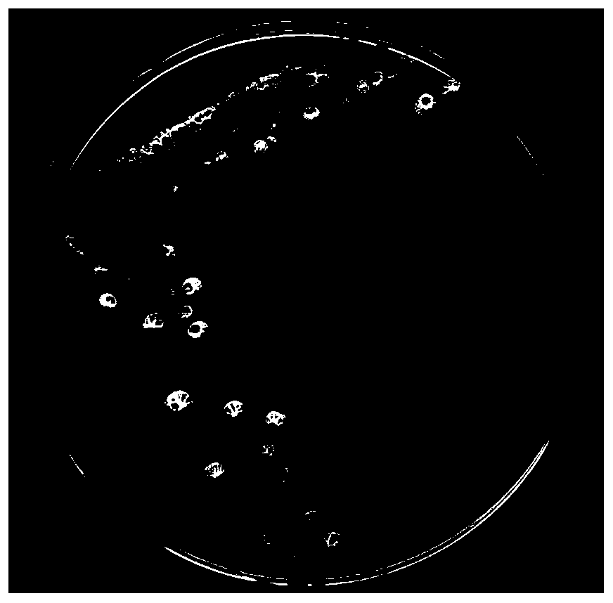 Application of Bacillus amyloliquefaciens in the control of plant fungal diseases