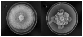 Endophytic burkholderia gladioli PJB25 and application thereof