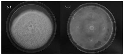 Endophytic burkholderia gladioli PJB25 and application thereof