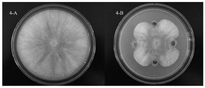 Endophytic burkholderia gladioli PJB25 and application thereof