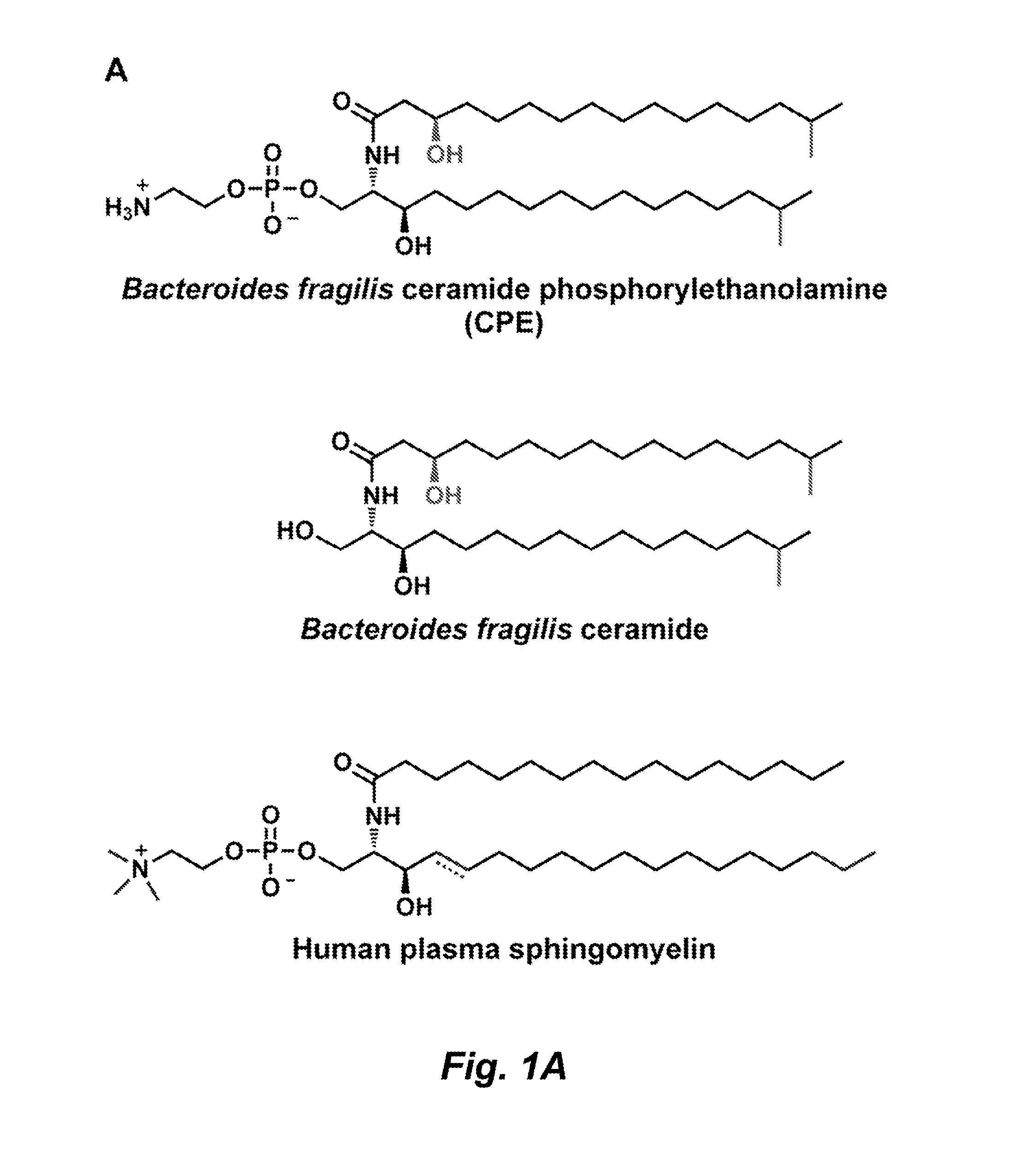 Glycosphingolipids for use in modulating immune responses