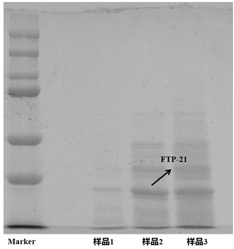 Saccharomyces polypeptide derived from saccharomyces cerevisiae var. boulardii, preparation method for saccharomyces polypeptide and application of saccharomyces polypeptide