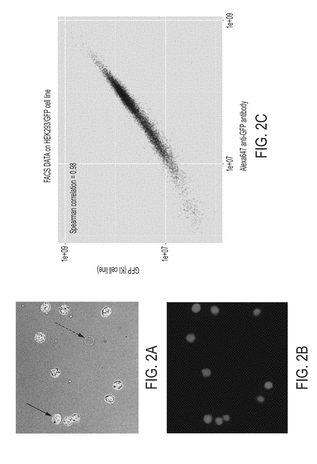 Assays for massively combinatorial perturbation profiling and cellular circuit reconstruction