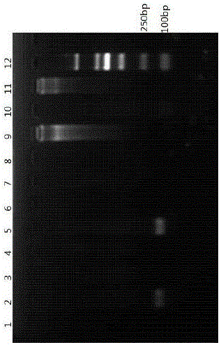 Primer system for PCR identification on pig, bovine and sheep derived components of livestock and PCR identification method and kit