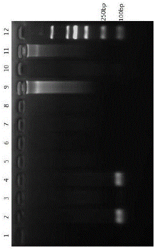 Primer system for PCR identification on pig, bovine and sheep derived components of livestock and PCR identification method and kit