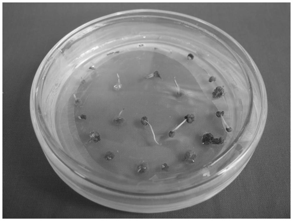 A method for high-efficiency in vitro regeneration of larch needles