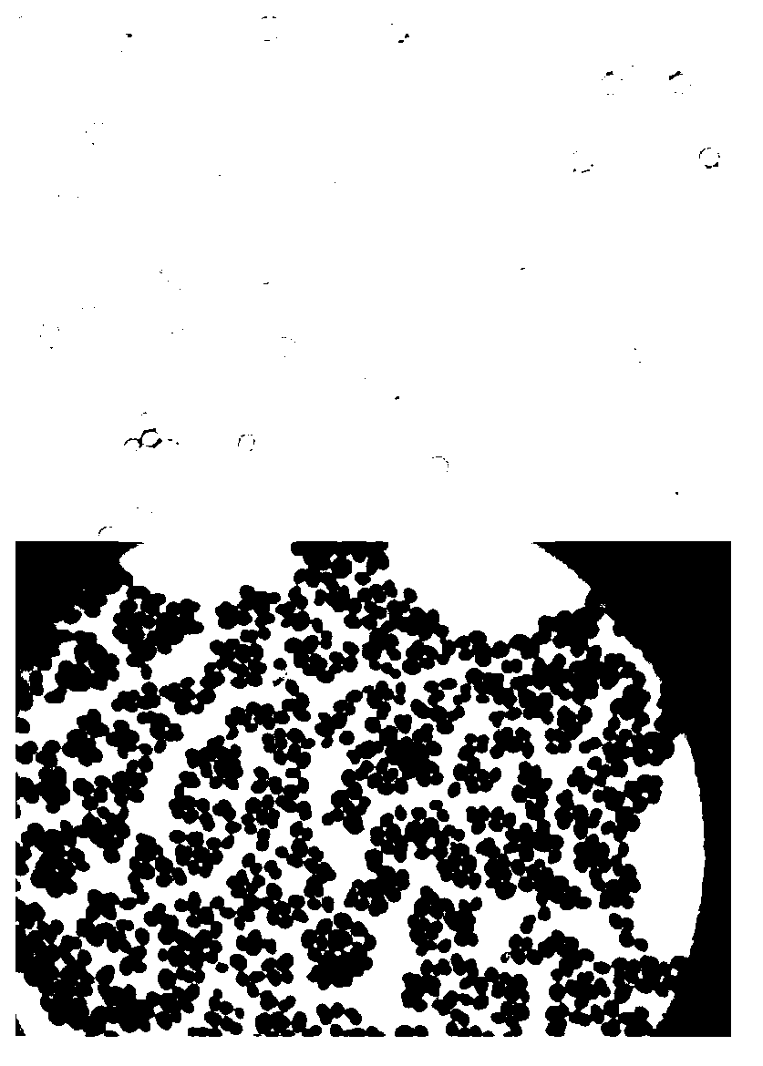 High temperature yeast for brewing msalais, preparation method thereof and brewed msalais