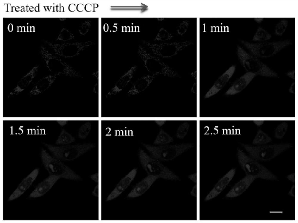 A fluorescent probe for detecting mitochondrial membrane potential and its preparation method and application