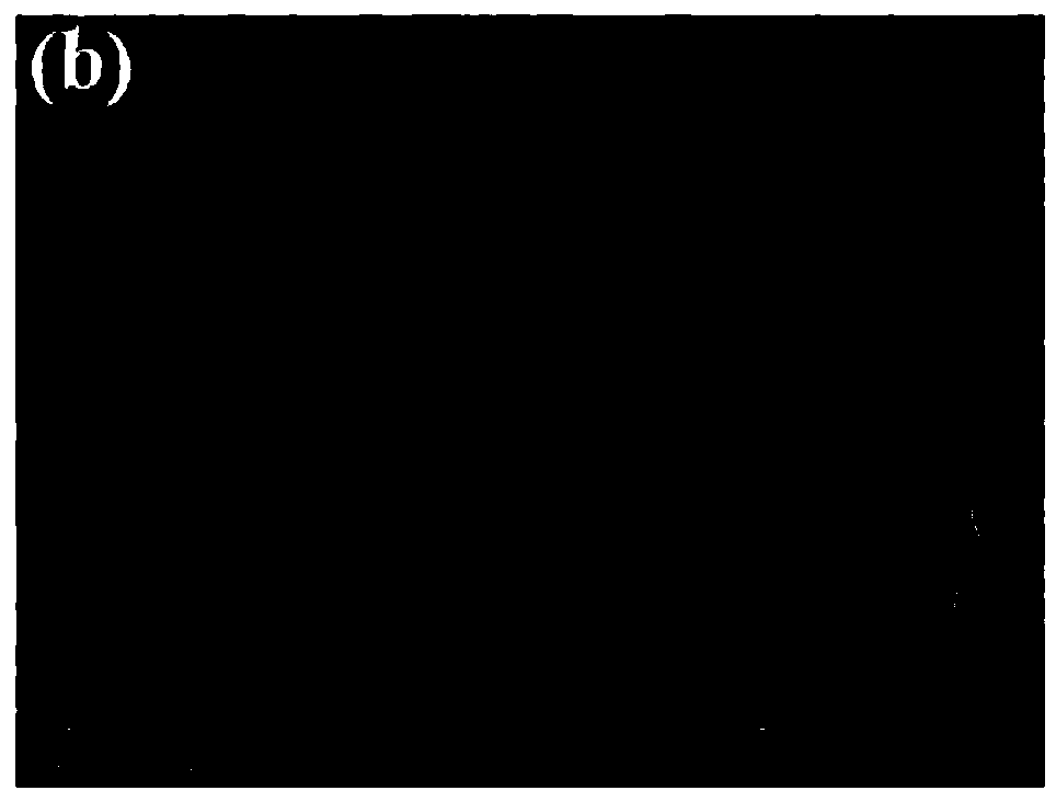 Single crystal ternary positive electrode material with good dispersibility, lithium-nickel mixed arrangement and low residual alkali, and preparation method and application thereof