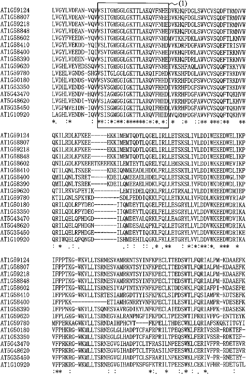 Gene capable of increasing amount of plant biomass, and method for utilizing same