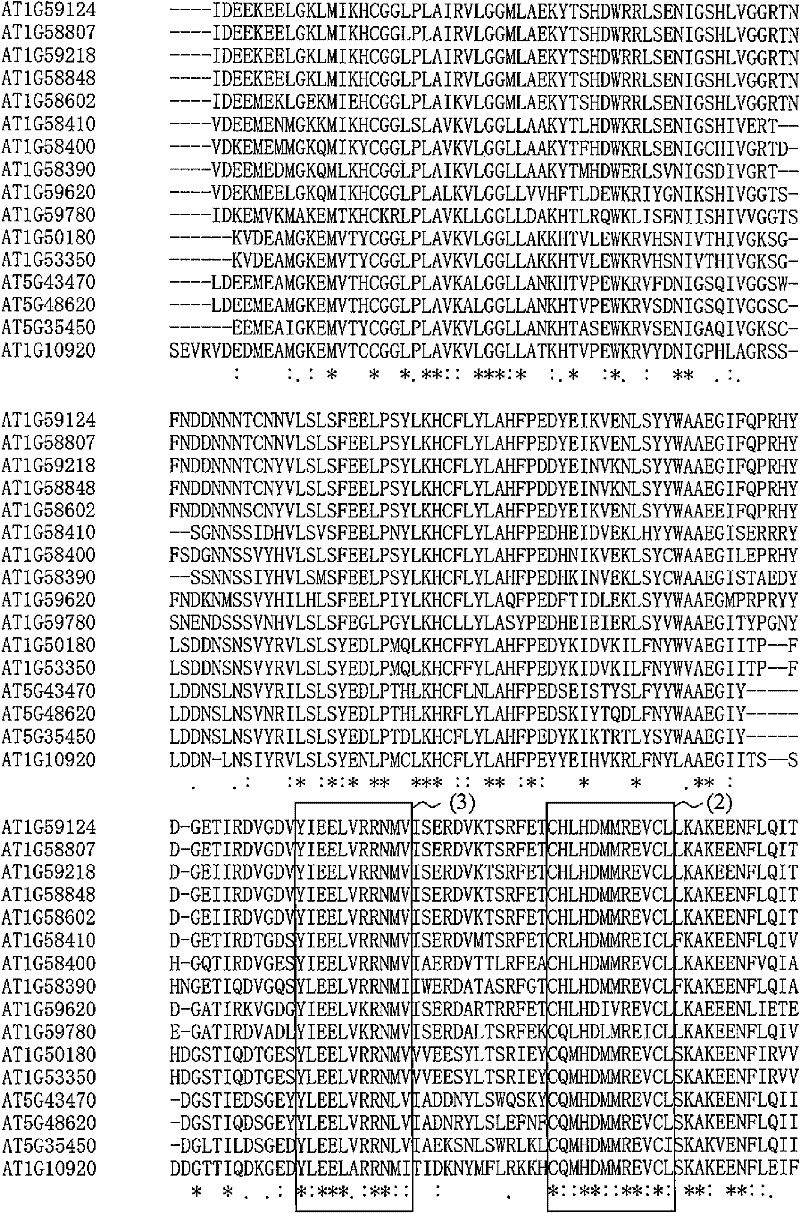 Gene capable of increasing amount of plant biomass, and method for utilizing same