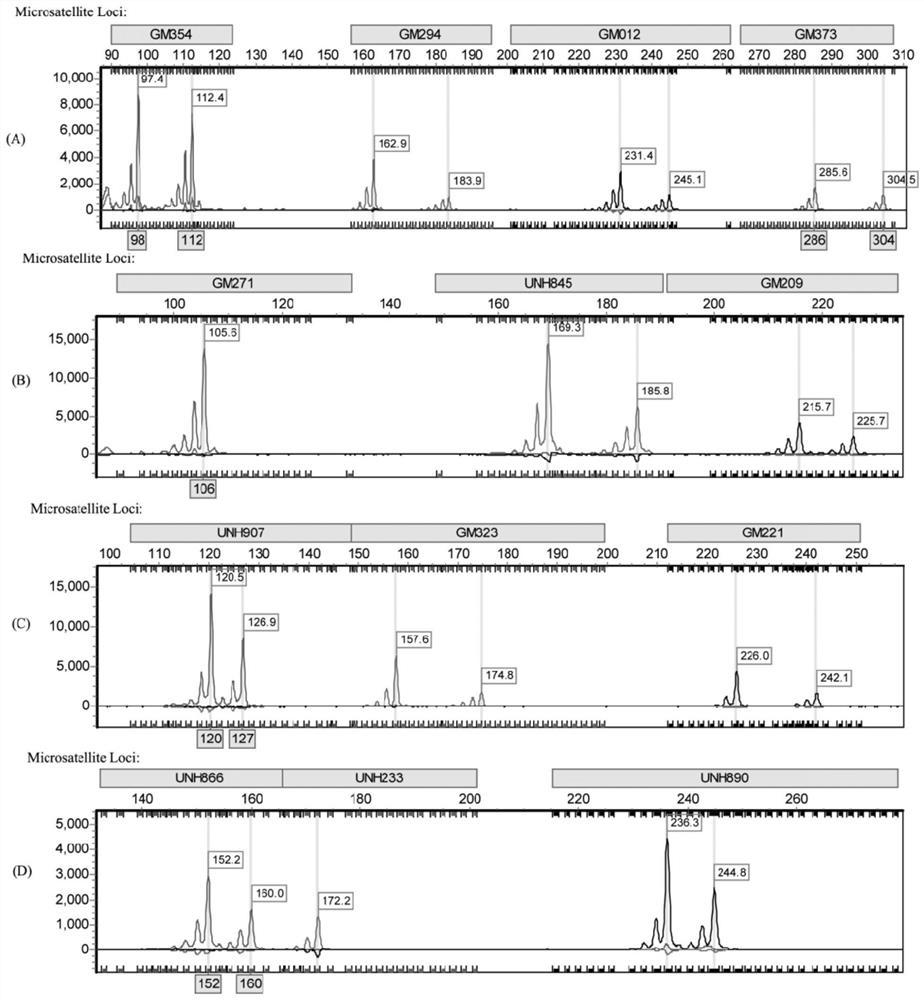 A microsatellite marker parentage identification primer, method and application suitable for Nile tilapia, Olia tilapia and their hybrids