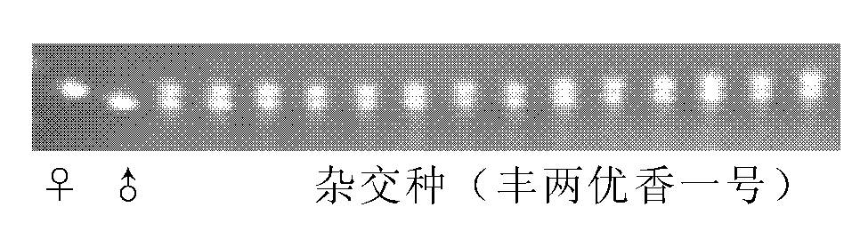 Method for inspecting purity of two-line hybrid rice seeds by utilizing SSR (Simple Sequence Repeat) method