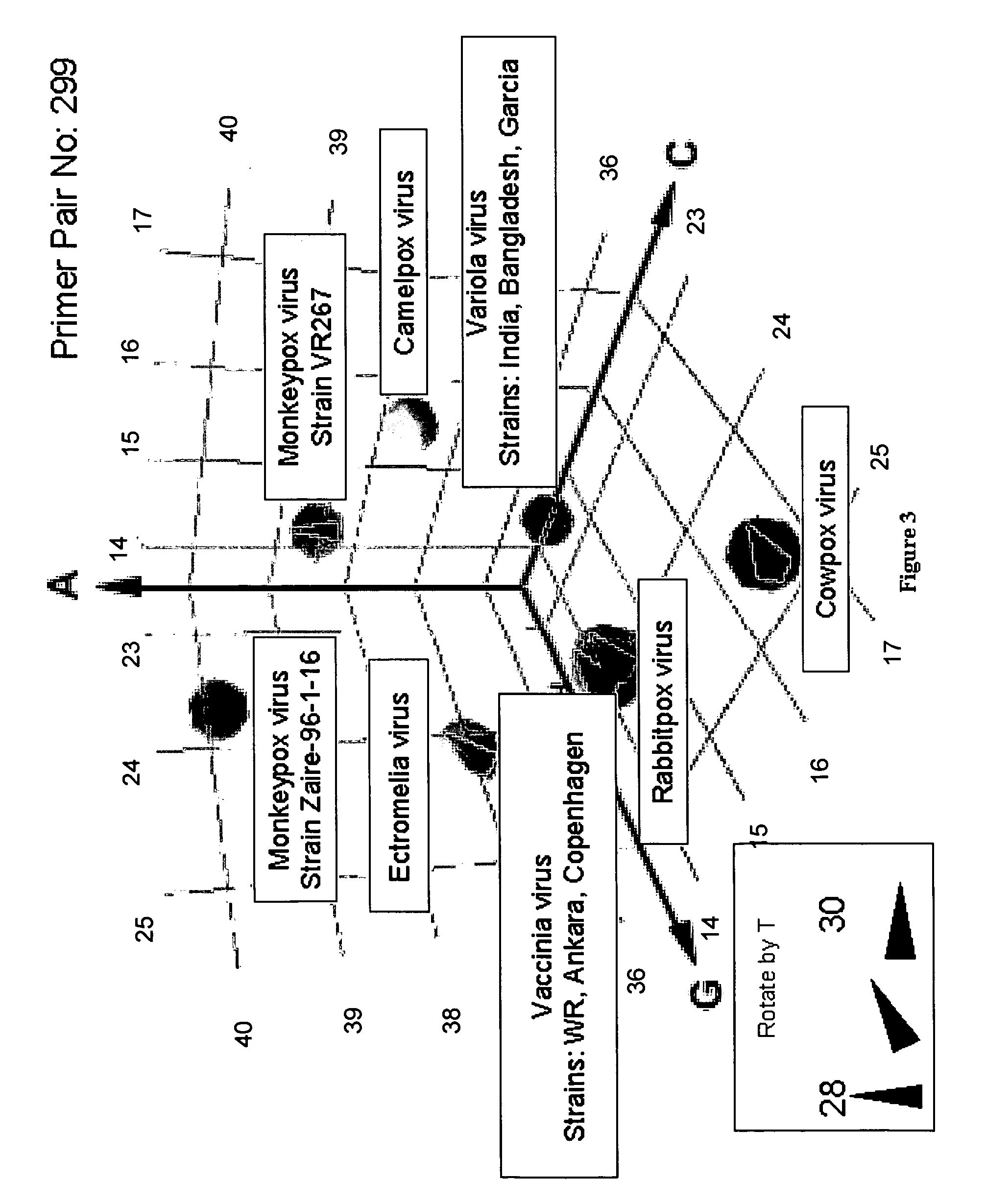 Compositions for use in identification of orthopoxviruses