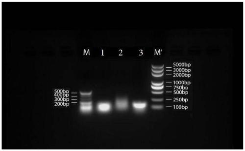 Medicine containing oxaliplatin as well as preparation method, pharmaceutical composition and application thereof