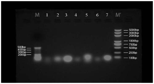 Medicine containing oxaliplatin as well as preparation method, pharmaceutical composition and application thereof