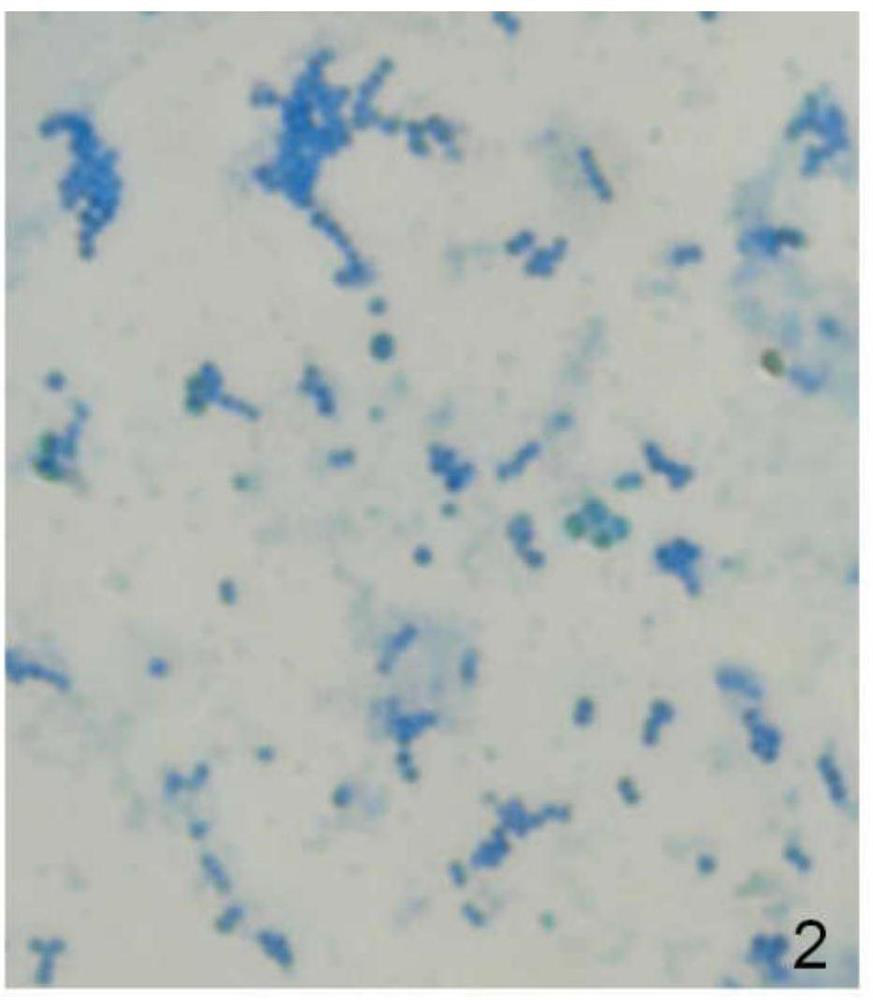 Streptomyces fradiae G-1 and application thereof