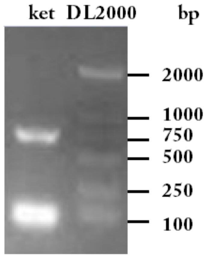 Hirsutella sinensis ketohexokinasee, coding gene thereof and application of hirsutella sinensis ketohexokinasee and coding gene thereof