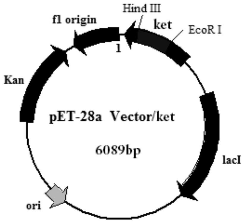 Hirsutella sinensis ketohexokinasee, coding gene thereof and application of hirsutella sinensis ketohexokinasee and coding gene thereof