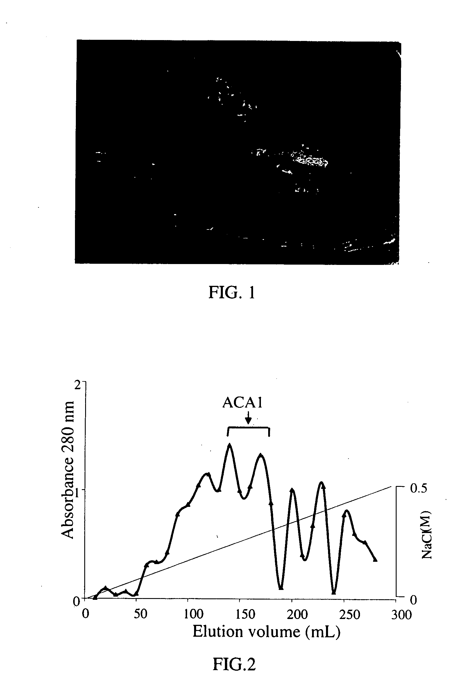 Protein ACA1 of antrodia camphorata