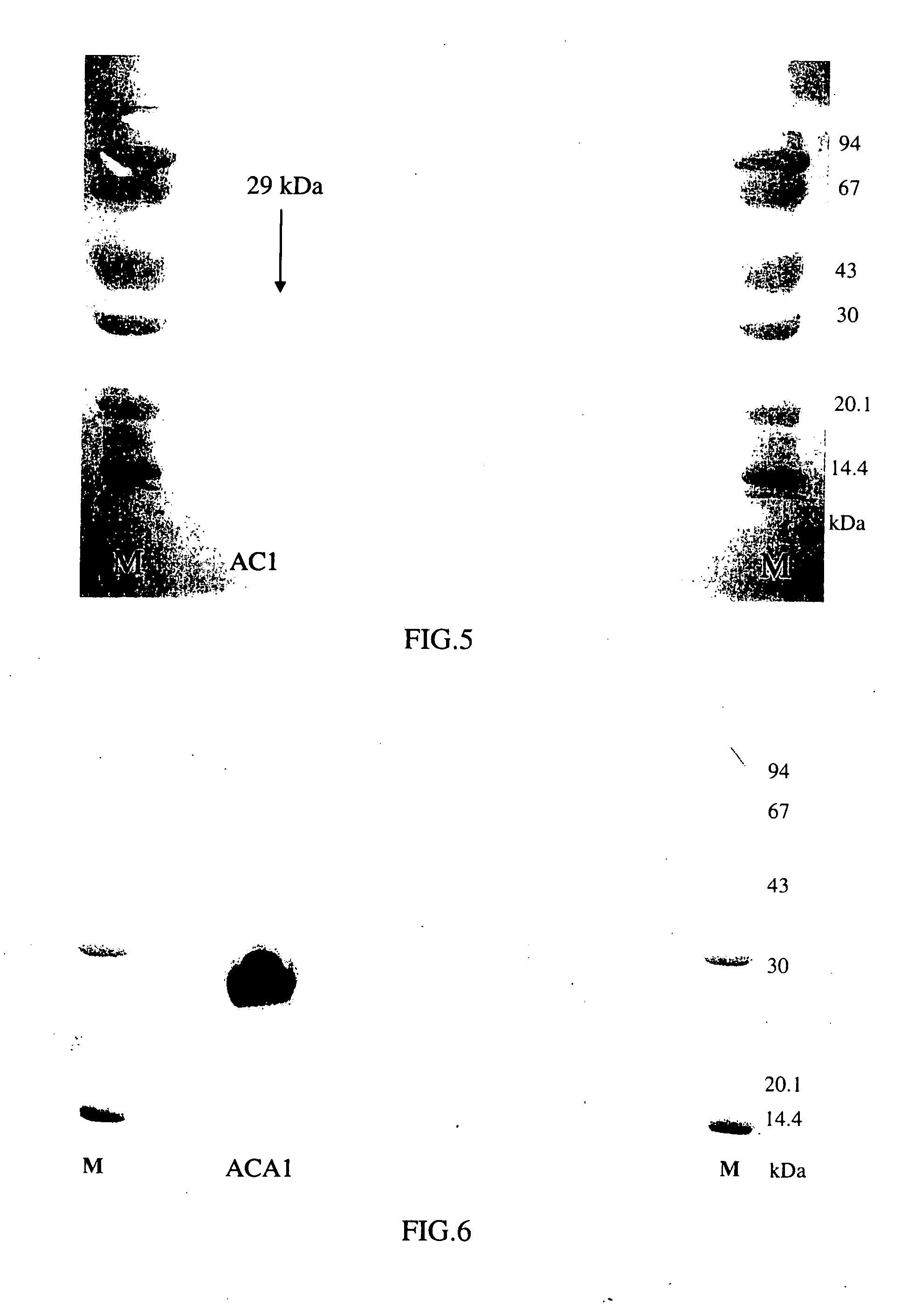 Protein ACA1 of antrodia camphorata