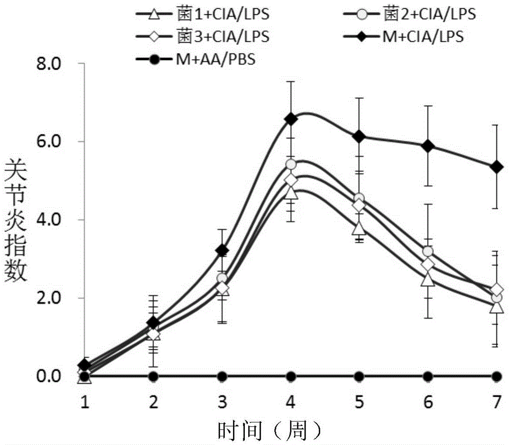 Application of lactobacillus crispatus in treating or preventing rheumatoid arthritis or related diseases