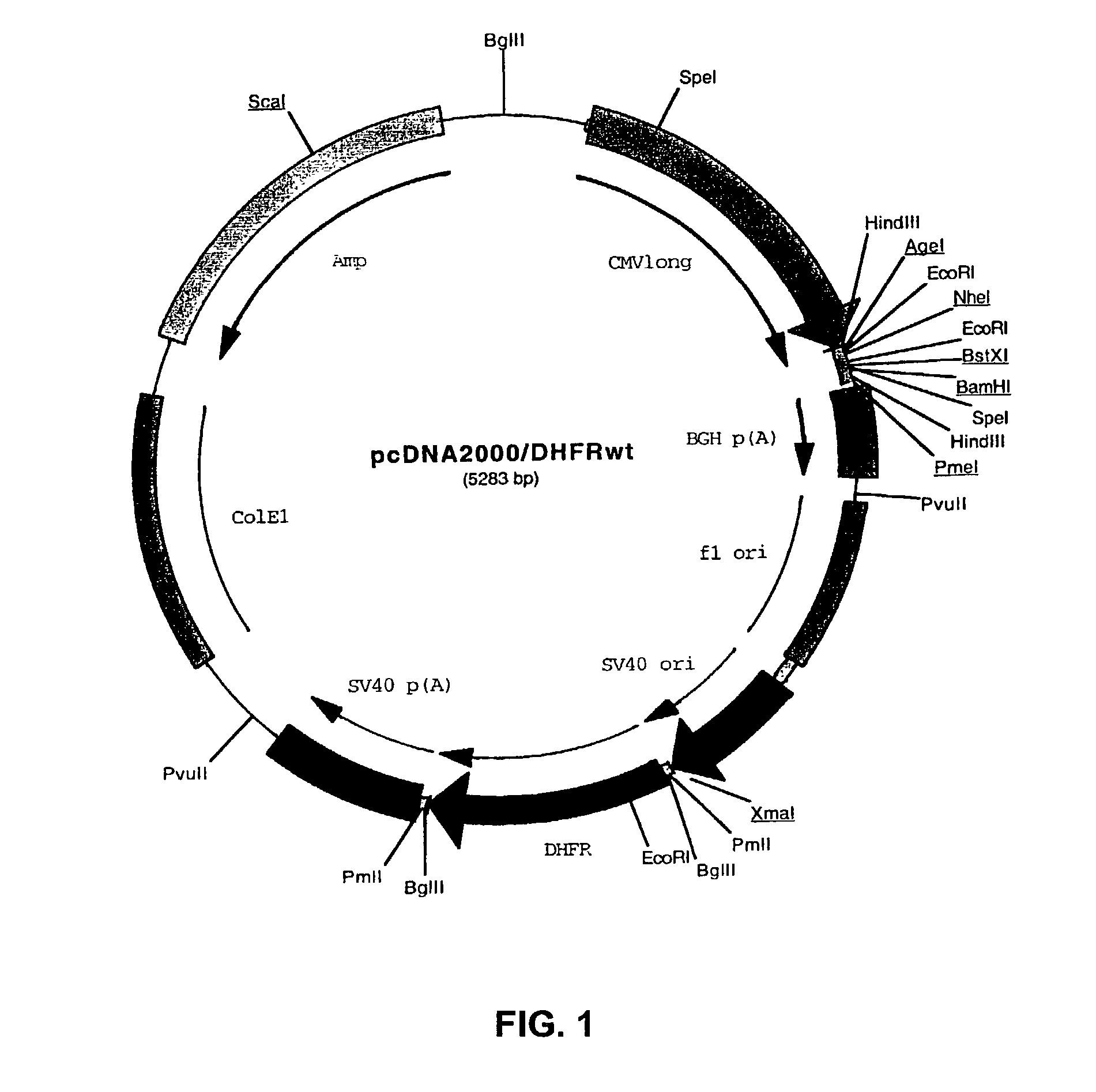 Recombinant protein production in a human cell