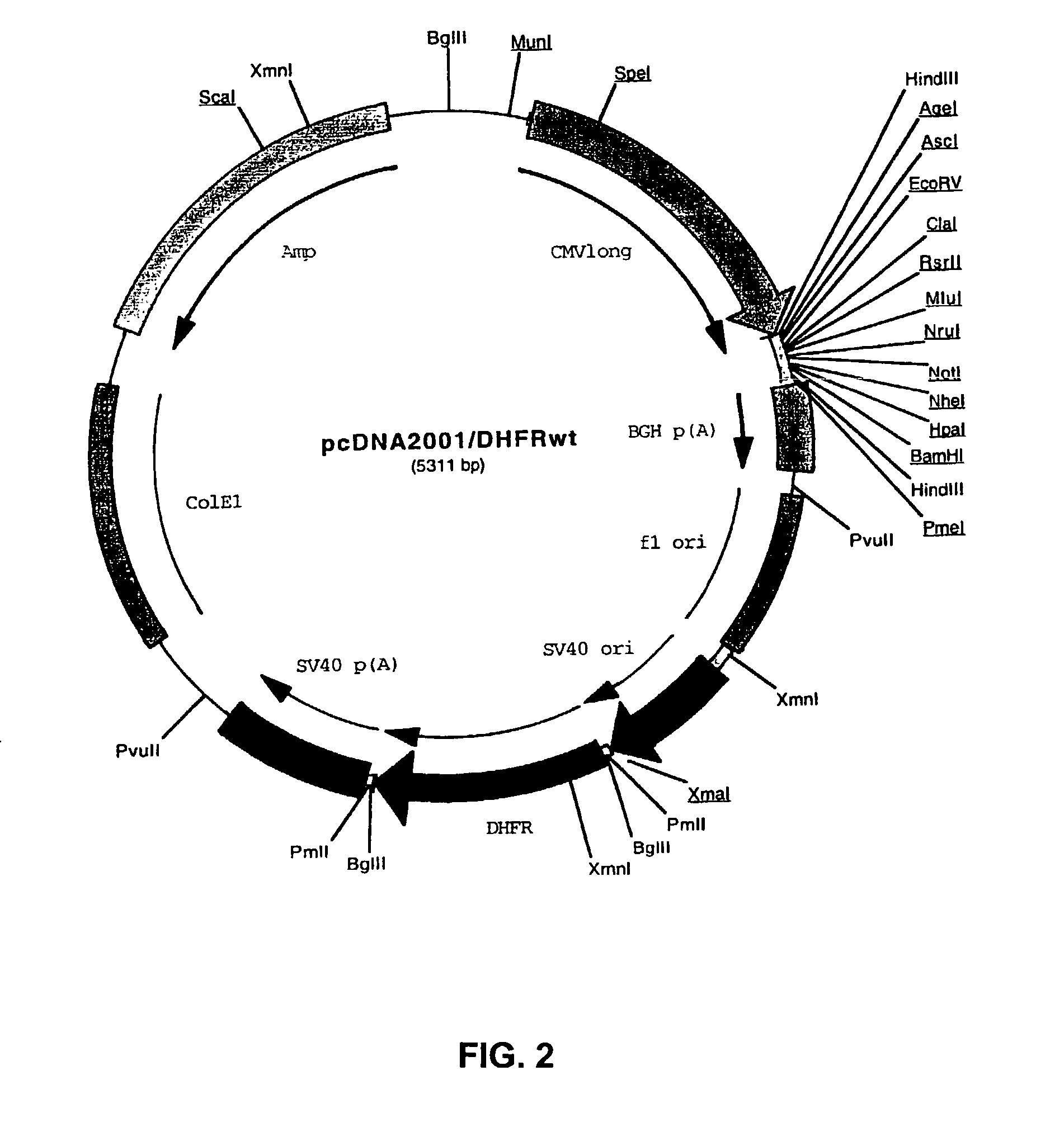 Recombinant protein production in a human cell