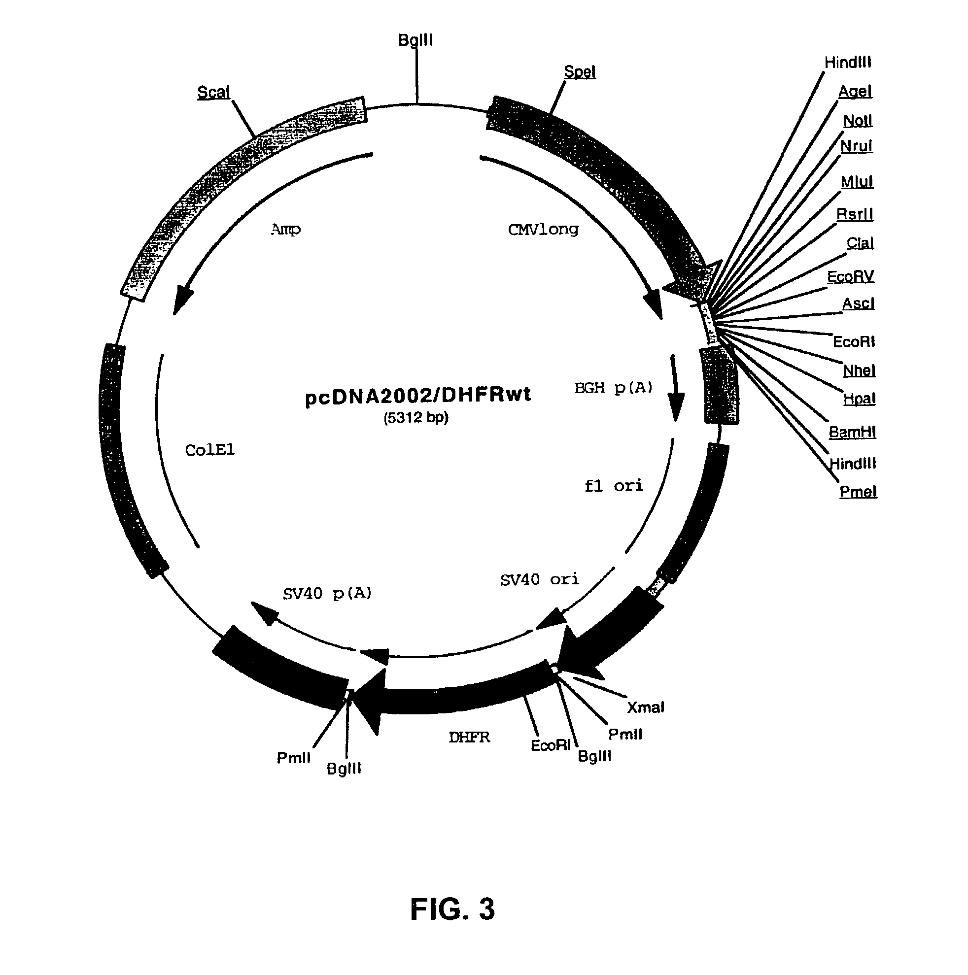 Recombinant protein production in a human cell