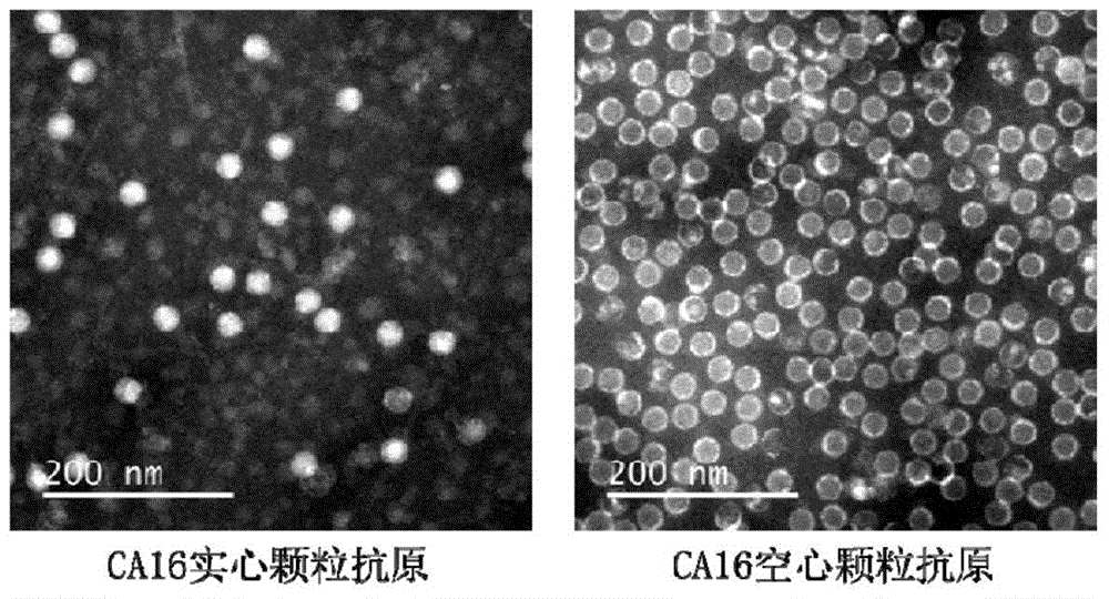 Monoclonal antibody for detecting solid particles of coxsackievirus A16 and use of monoclonal antibody