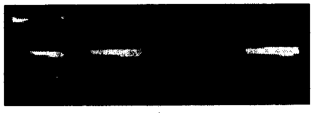 Gene chip internal reference, preparation method and application thereof