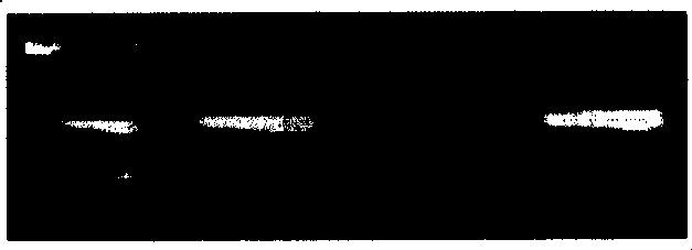 Gene chip internal reference, preparation method and application thereof