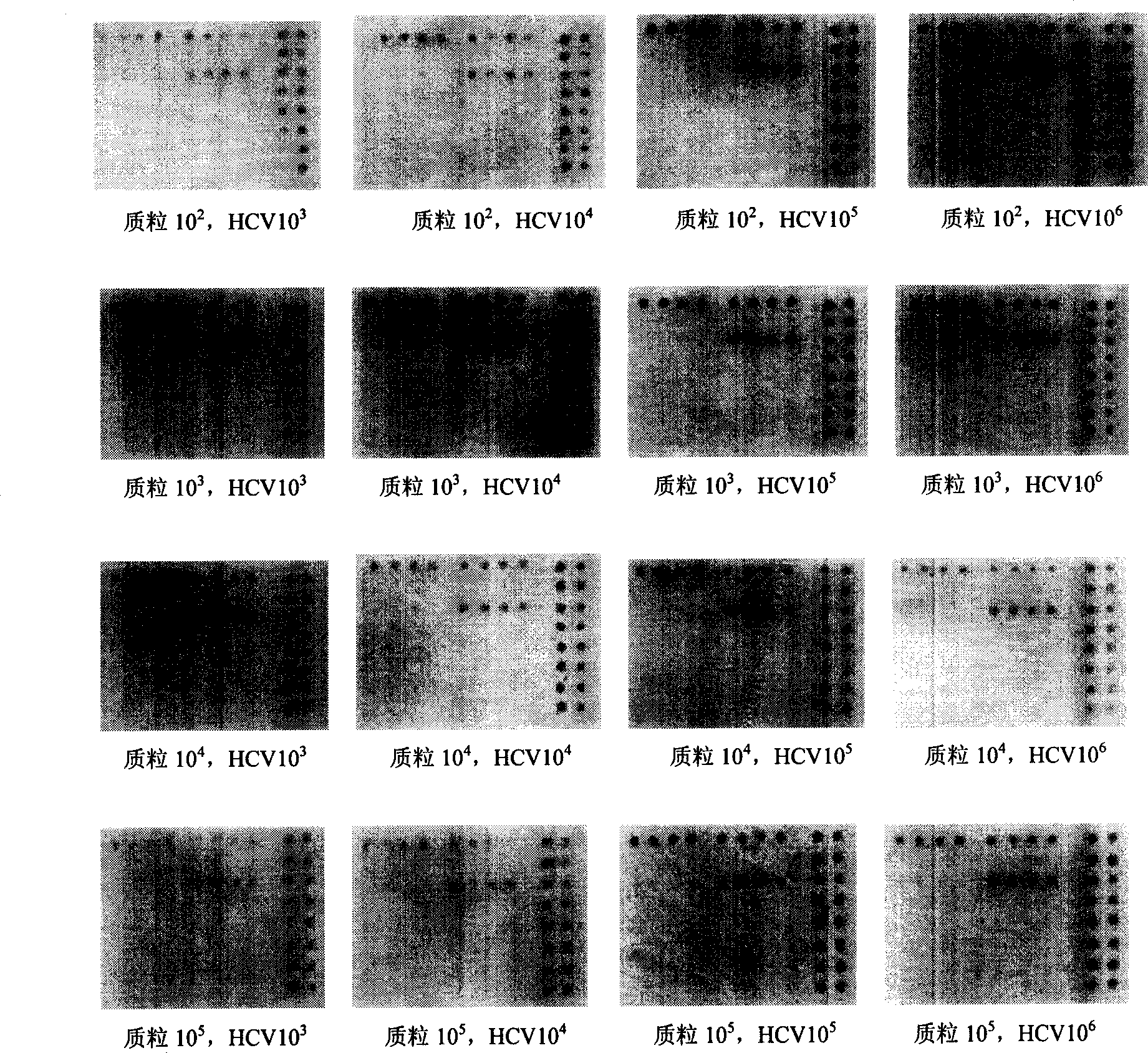 Gene chip internal reference, preparation method and application thereof