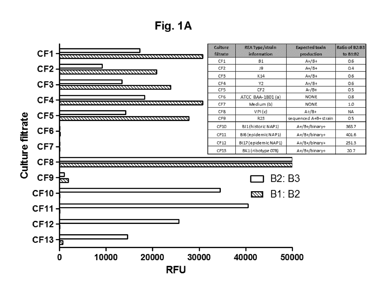 Immunoassays for differential detection of clostridium difficile