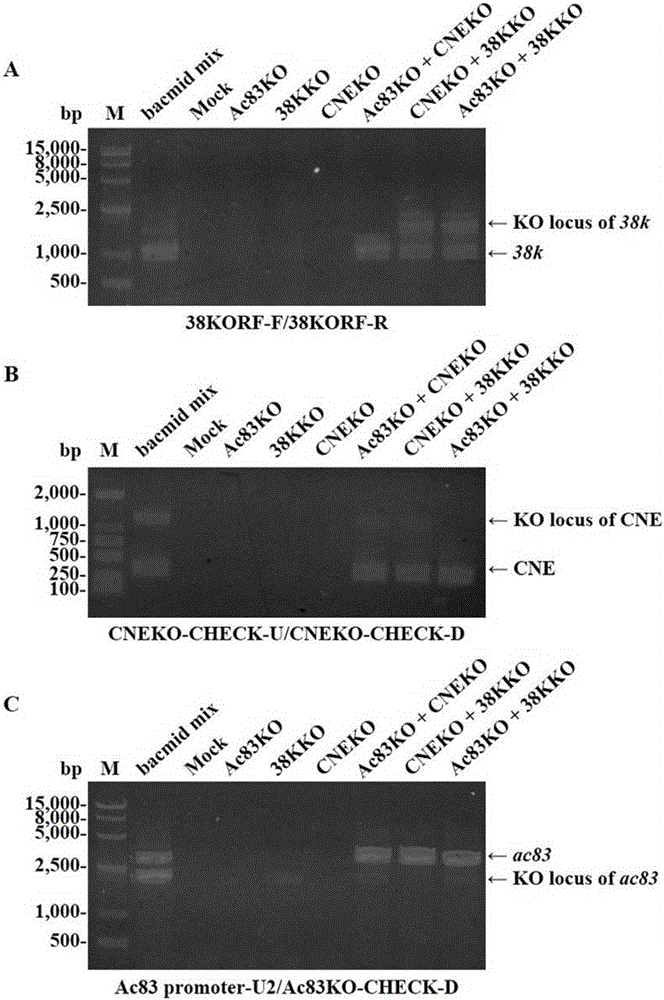 Nucleocapsid assembling necessary element and application thereof