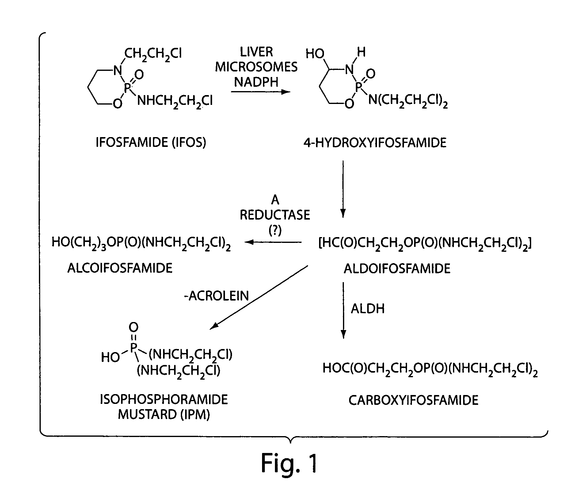 Salts of isophosphoramide mustard and analogs thereof as anti-tumor agents