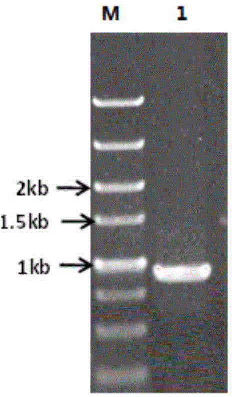 Aldo-keto reductase and application thereof in synthesis of (2S,3R)-2-benzoylaminomethyl-3-hydroxybutyrate