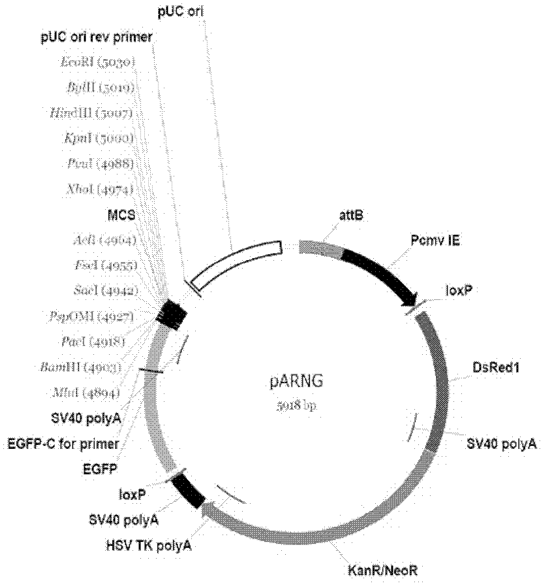 HBD3 mammary gland specific expression vector and constructed recombinant cell