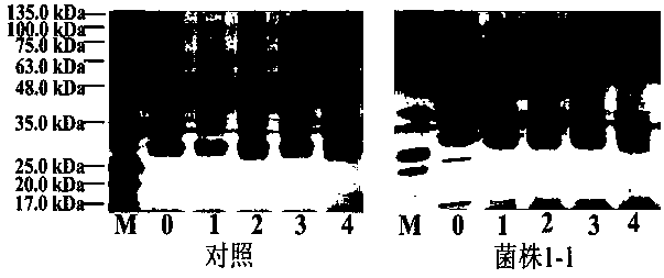 Lactobacillus plantarum and application thereof in preparation of Sichuan sausages by fermentation