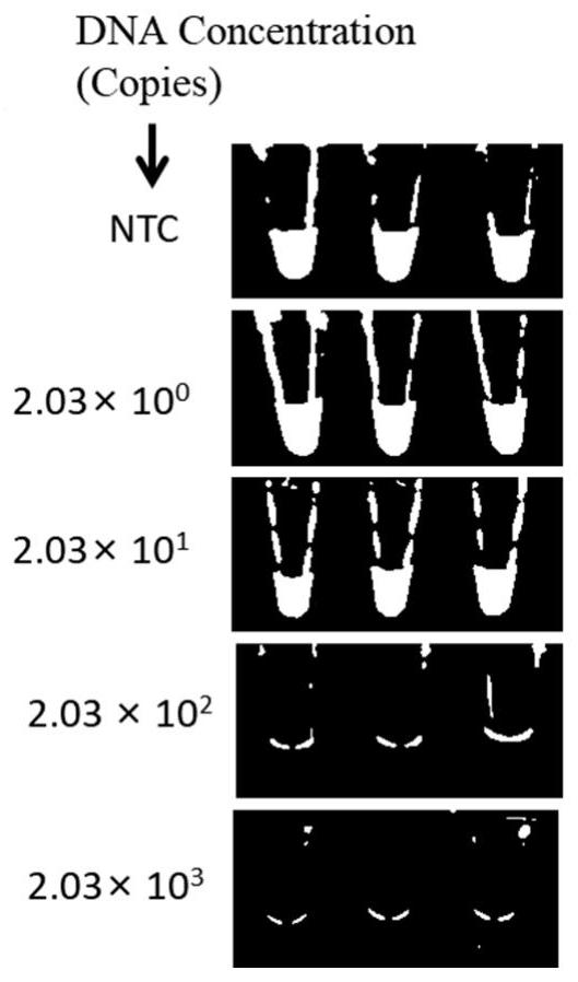 A method for label-free visualization of Vibrio parahaemolyticus genes based on CRISPR/Cas12a