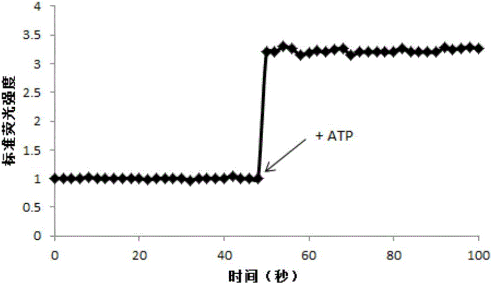 ATP (adenosine triphosphate) sensitive fluorescent probe lipidosome with tumor targeting and tracing effects, and preparation method and application thereof